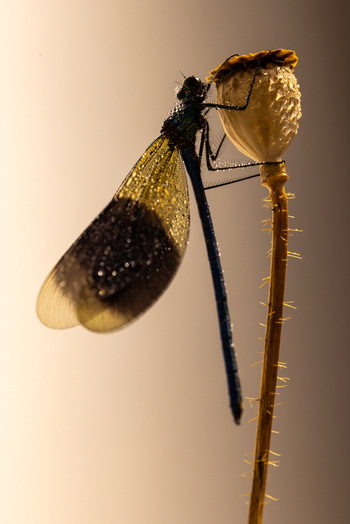 View of a damselfly covered in dew droplets perched on a dried poppy seed pod during a golden morning in Wittenheim Grand Est France.