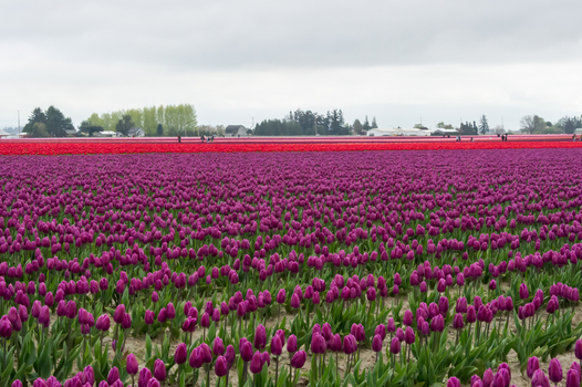 View of a vast field of vibrant purple tulips with a distant strip of red flowers under a cloudy sky in La Conner Washington United States.
