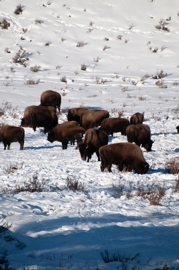 View of a herd of American bison grazing in a snow covered landscape with shrubs and winter light in Yellowstone National Park Wyoming United States. View of a herd of American bison grazing in a snow covered landscape with shrubs and winter light in Yellowstone National Park Wyoming United States.