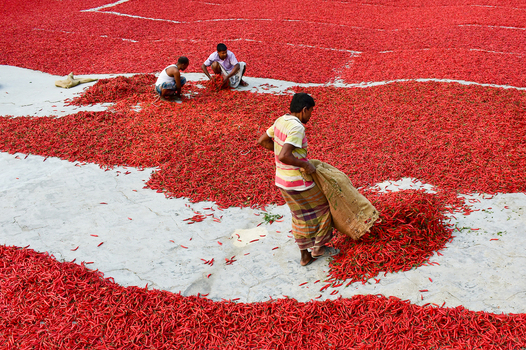 Bogura Bangladesh 12 February 2017 View of workers spreading and sorting a vast carpet of bright red chilies on the ground for drying under the sun. Bogura Bangladesh 12 February 2017 View of workers spreading and sorting a vast carpet of bright red chilies on the ground for drying under the sun.