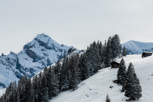 View of snow covered evergreen trees clinging to the mountainside under a pale sky with rugged peaks rising in the distance Wengen Switzerland. View of snow covered evergreen trees clinging to the mountainside under a pale sky with rugged peaks rising in the distance Wengen Switzerland.