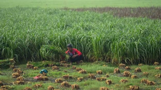 View of a farmer harvesting green fodder in a field Bangladesh. View of a farmer harvesting green fodder in a field Bangladesh.