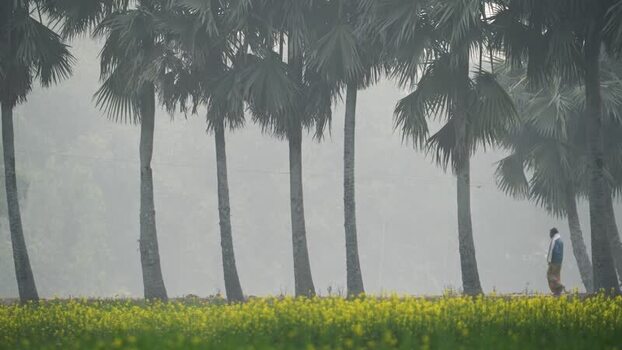 View of a man walking by palm trees and mustard fields Bangladesh. View of a man walking by palm trees and mustard fields Bangladesh.