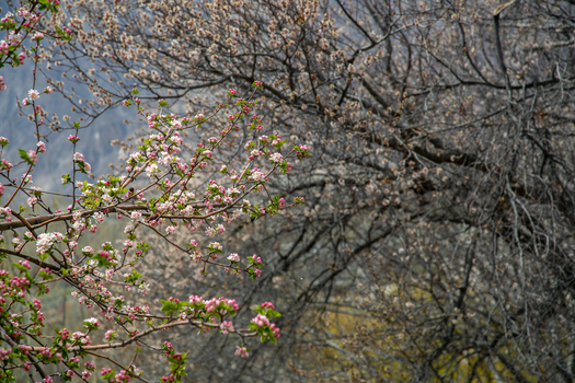 View of delicate pink and white apricot blossoms blooming on tree branches in spring in Altit Gilgit Pakistan. View of delicate pink and white apricot blossoms blooming on tree branches in spring in Altit Gilgit Pakistan.