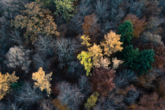 Aerial view of the colorful treetops of the Schonbuch forest in autumn with yellow foliage and green pine trees Bebenhausen Baden Wurttemberg Germany. Aerial view of the colorful treetops of the Schonbuch forest in autumn with yellow foliage and green pine trees Bebenhausen Baden Wurttemberg Germany.