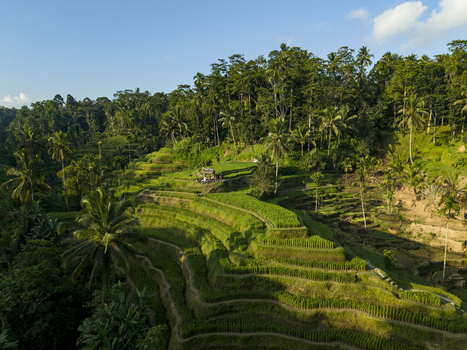 Aerial view of Tegallalang Rice Terrace with lush green tiered paddies palm trees and tropical vegetation in Kecamatan Tegallalang Bali Indonesia. Aerial view of Tegallalang Rice Terrace with lush green tiered paddies palm trees and tropical vegetation in Kecamatan Tegallalang Bali Indonesia.