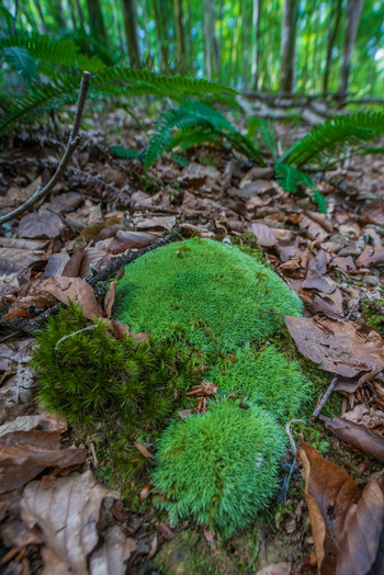 View of vibrant green moss patches growing on the forest floor surrounded by fallen brown leaves and ferns in the woodland of Deer Park Looe Cornwall United Kingdom. View of vibrant green moss patches growing on the forest floor surrounded by fallen brown leaves and ferns in the woodland of Deer Park Looe Cornwall United Kingdom.