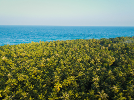 Aerial view of emerald green canopy of palm trees stretches to meet the turquoise ocean under a clear sky Kelaa island Thiladhunmathi Atoll Maldives. Aerial view of emerald green canopy of palm trees stretches to meet the turquoise ocean under a clear sky Kelaa island Thiladhunmathi Atoll Maldives.