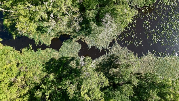 Aerial view of Sixmile Creek winding through dense green forest with lily pads on the dark water surface in St. Johns County Florida United States.