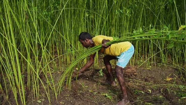 View of a farmer harvesting jute plants in Jamalpur Bangladesh.
