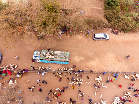 Aerial view of Kimana Animal Market with people trading livestock and goats near a truck and parked car in Kimana Kajiado County Kenya.