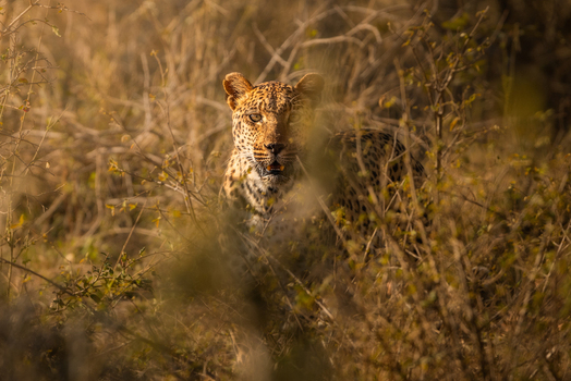 View of a leopard camouflaged within the dense dry thicket of Kruger National Park during the golden hour in Kruger Park Mpumalanga South Africa. View of a leopard camouflaged within the dense dry thicket of Kruger National Park during the golden hour in Kruger Park Mpumalanga South Africa.