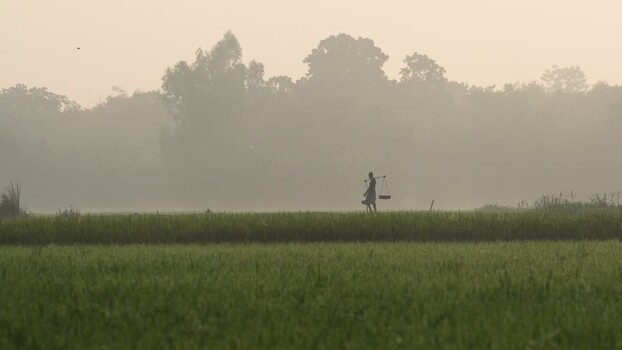 View of a farmer walking through misty rice fields Bangladesh.
