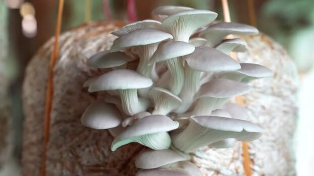View of oyster mushrooms growing on a cultivation bag Nepal.