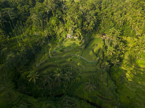 Aerial view of Tegallalang Rice Terrace with lush green rice paddies tropical palm trees and winding paths in Kecamatan Tegallalang Bali Indonesia. Aerial view of Tegallalang Rice Terrace with lush green rice paddies tropical palm trees and winding paths in Kecamatan Tegallalang Bali Indonesia.