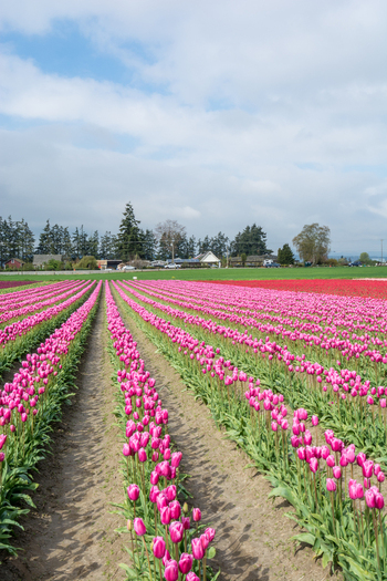 View of rows of vibrant pink tulips stretching across a field under a cloudy sky in La Conner Washington United States.
