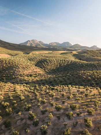 Aerial view of the olive groves of Hacienda El Tarajal Boutique BB surrounded by rolling hills and distant mountains in El Tarajal Andalucia Spain. Aerial view of the olive groves of Hacienda El Tarajal Boutique BB surrounded by rolling hills and distant mountains in El Tarajal Andalucia Spain.