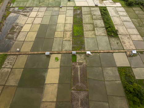 Aerial view of rice paddies in Sumbawa with rectangular plots of varying shades of green and brown small agricultural huts and narrow dirt paths in West Nusa Tenggara Indonesia. Aerial view of rice paddies in Sumbawa with rectangular plots of varying shades of green and brown small agricultural huts and narrow dirt paths in West Nusa Tenggara Indonesia.