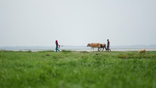 View of people leading cattle across a green field Bangladesh. View of people leading cattle across a green field Bangladesh.