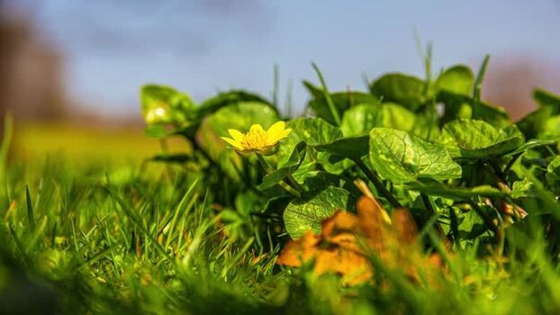 View of a yellow flower in a meadow Latvia.