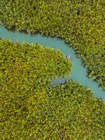 Aerial view of a traditional basket boat navigating a winding river through a lush dense mangrove forest in Vietnam. Aerial view of a traditional basket boat navigating a winding river through a lush dense mangrove forest in Vietnam.