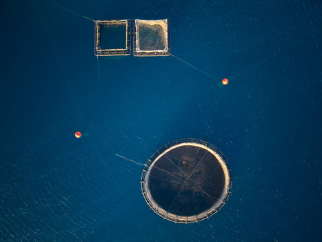 Aerial view of circular and square fish farm cages floating in the deep blue sea with orange buoys Porto Palermo Qarku i Vlores Albania. Aerial view of circular and square fish farm cages floating in the deep blue sea with orange buoys Porto Palermo Qarku i Vlores Albania.