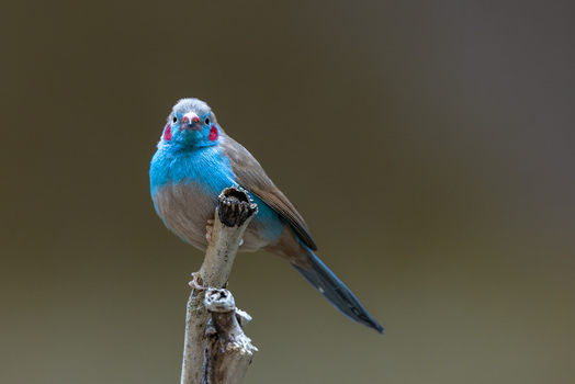 View of a Red cheeked Cordon bleu bird perched on a dry branch with its vibrant blue plumage and red cheek patches against a blurred background in Mulhouse Grand Est France.