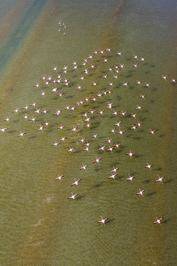 Aerial view of flamingos flocking together in the tranquil waters their pink plumage a striking contrast against the blue green sea San Pedro del Pinatar Region of Murcia Spain. Aerial view of flamingos flocking together in the tranquil waters their pink plumage a striking contrast against the blue green sea San Pedro del Pinatar Region of Murcia Spain.