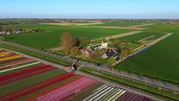 Aerial view of colorful tulip fields and farmhouses in Netherlands.