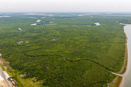 Aerial view of a vast mangrove forest with winding river channels and a coastal road in Opobo Town Rivers Nigeria. Aerial view of a vast mangrove forest with winding river channels and a coastal road in Opobo Town Rivers Nigeria.