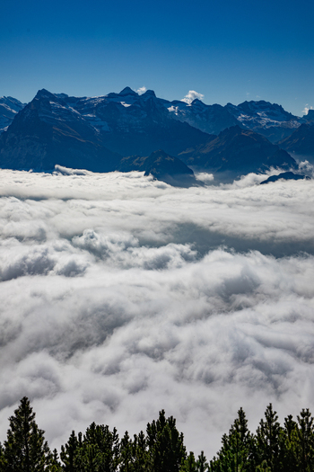 Aerial view of the Swiss Alps rising above a thick sea of clouds with pine tree tops in the foreground under a clear blue sky in Airolo Ticino Switzerland. Aerial view of the Swiss Alps rising above a thick sea of clouds with pine tree tops in the foreground under a clear blue sky in Airolo Ticino Switzerland.