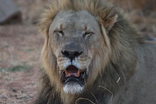 View of a male lion with a full mane and eyes closed resting in the savanna at Tumbeta Private Game Reserve in Thabazimbi Limpopo South Africa. View of a male lion with a full mane and eyes closed resting in the savanna at Tumbeta Private Game Reserve in Thabazimbi Limpopo South Africa.