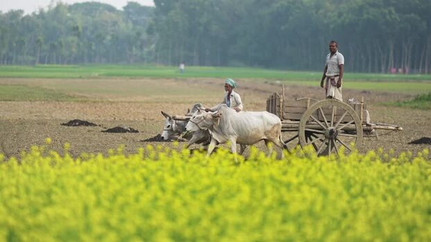 View of a traditional bullock cart pulled by oxen Bangladesh. View of a traditional bullock cart pulled by oxen Bangladesh.