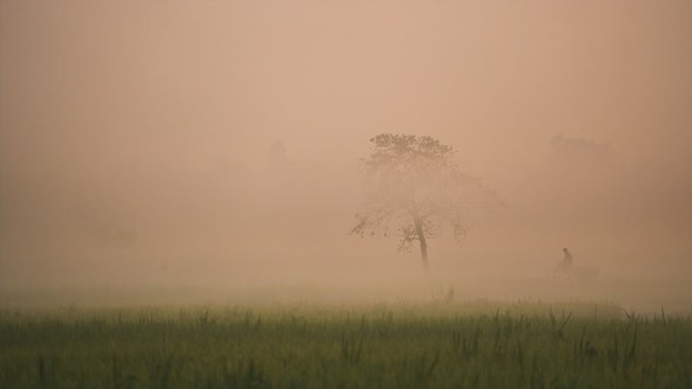 View of a lone tree in a misty field at dawn Bangladesh.