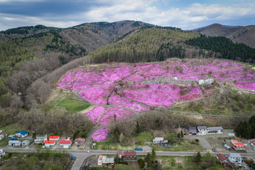 Aerial view of Higashimokoto Shibazakura Park with vibrant pink moss phlox covering the hillside winding paths and surrounding forest near rural houses in Ozora Hokkaido Japan. Aerial view of Higashimokoto Shibazakura Park with vibrant pink moss phlox covering the hillside winding paths and surrounding forest near rural houses in Ozora Hokkaido Japan.