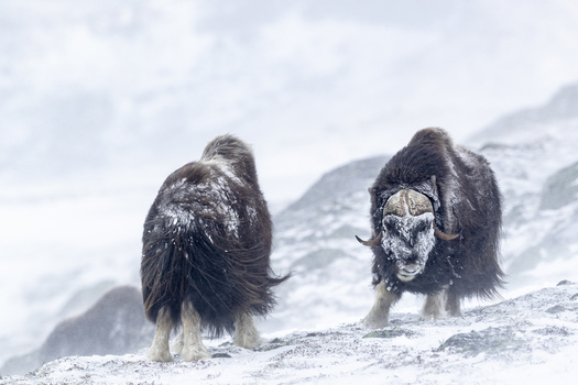 View of two muskoxen standing in the snow in the mountainous landscape of Dovrefjell National Park Norway. View of two muskoxen standing in the snow in the mountainous landscape of Dovrefjell National Park Norway.