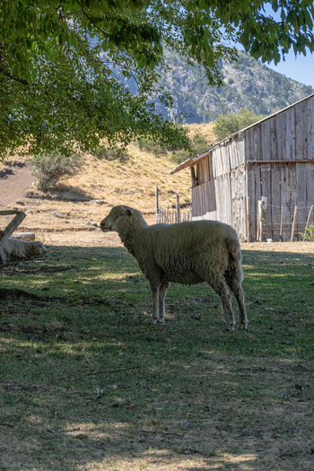 View of a sheep standing in a grassy field near a rustic wooden barn with mountains in the background in Parque Nacional Lanin Huiliches Department Neuquen Province Argentina.