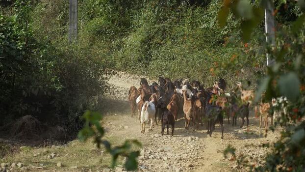 View of a herd of goats walking on a dirt path Nepal.