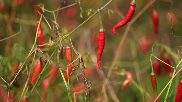 View of red chili peppers growing on plants in a field Bangladesh.