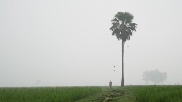 View of a lone palm tree in a foggy field Bangladesh. View of a lone palm tree in a foggy field Bangladesh.