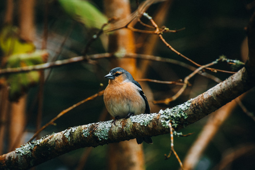 View of a colorful bird perched on a lichen covered branch amidst the blurred greens and browns of a lush forest Azores Azores Portugal. View of a colorful bird perched on a lichen covered branch amidst the blurred greens and browns of a lush forest Azores Azores Portugal.
