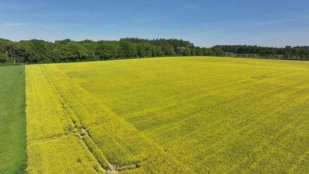 Aerial view of blooming rapeseed fields and lush forests in Hofgeismar Germany. Aerial view of blooming rapeseed fields and lush forests in Hofgeismar Germany.