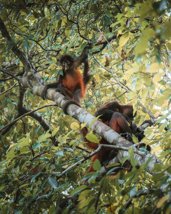 View of two spider monkeys perched on a tree branch in the lush rainforest of Costa Rica.