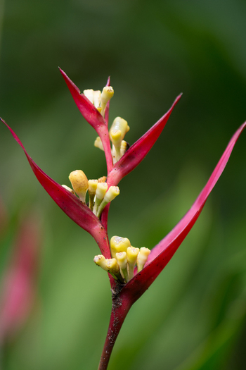 View of a vibrant red Heliconia flower with yellow blossoms in the tropical rainforest of Costa Rica.