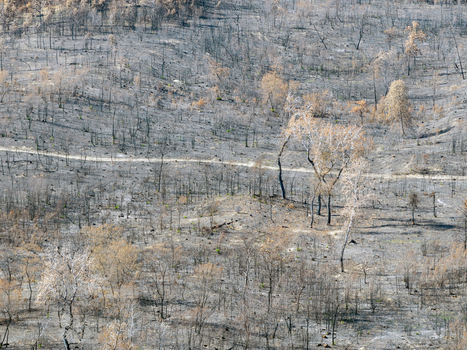 Aerial view of the Deliblato Sands wildfire aftermath showing charred trees and scorched earth across the landscape in Kajtasovo Vojvodina Serbia.