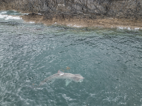 Aerial view of a basking shark swimming in the emerald coastal waters near the rugged rocky cliffs of Cork County Cork Ireland.