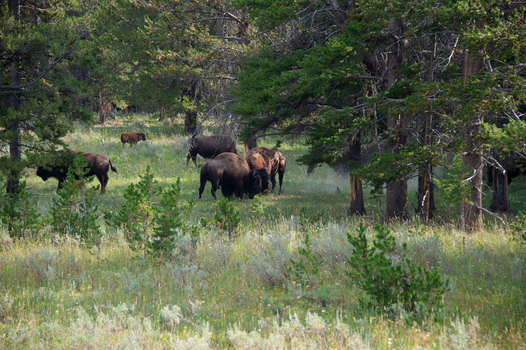 View of a herd of American bison grazing in a meadow surrounded by pine trees in Yellowstone National Park Wyoming United States. View of a herd of American bison grazing in a meadow surrounded by pine trees in Yellowstone National Park Wyoming United States.