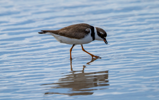View of a semipalmated plover walking on the wet sand with its reflection in the shallow water at Edwin B. Forsythe National Wildlife Refuge in Galloway New Jersey United States. View of a semipalmated plover walking on the wet sand with its reflection in the shallow water at Edwin B. Forsythe National Wildlife Refuge in Galloway New Jersey United States.
