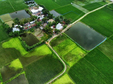 Nilphamari Bangladesh 01 May 2026 Aerial view of a rural village surrounded by lush green rice paddies and rectangular ponds under bright daylight.