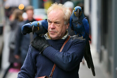 A man was seen with two blue parrots sitting on his shoulder while they walked down the streets of Soho London